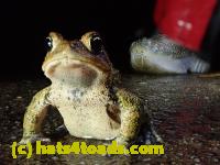 /home//u458753944/public_html/sourcegallery/////////Roxborough Toad Detour/2021/2021-03-31/P3310129.JPG
